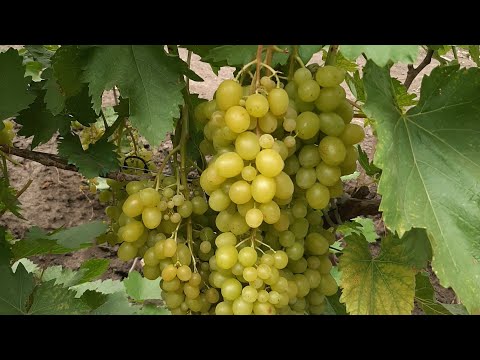 Видео: Навантаження урожаєм. Два садженці в одну посадкову яму. Четверта вегетація.