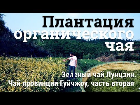 Видео: Плантация и завод органического чая. Зеленый чай Лунцзин. Чай провинции Гуйчжоу, ч. 2