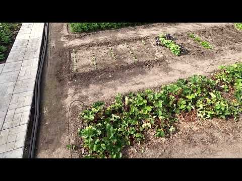 Видео: Посев репы, редьки и дайкона 6 июля 2024 года. Что важно знать?