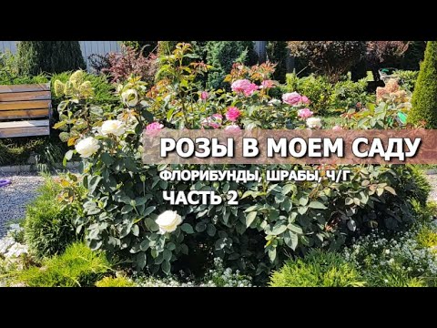 Видео: ЕЩЕ 21 СОРТ РОЗ В МОЕМ САДУ (ЧАСТЬ 2): флорибунды, шрабы, ч/г | Обзоры сортов роз сезон 2023г.