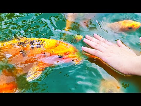 Видео: ПРАВИМ ПЛАЖ с ОРАНЖЕВИ ШАРАНИ!!!