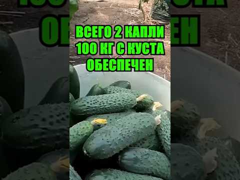 Видео: 2 капли, которые творят чудеса: как получить 100 кг огурцов с куста без химии и усилий