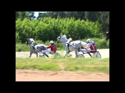 Видео: Орловский рысак Ковчег, сын Ковбоя и Коломны