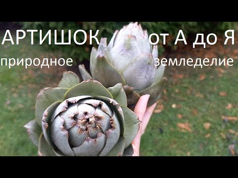 Видео: Артишок  от А до Я.