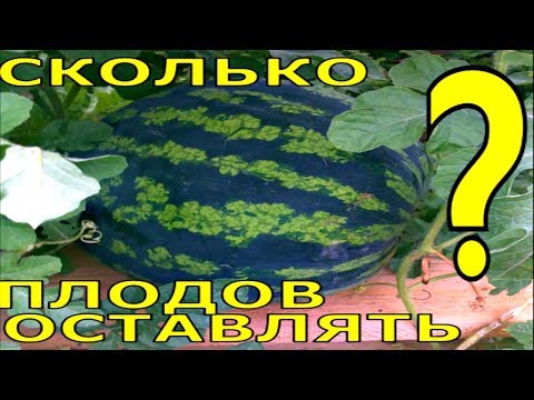 Видео: СЕМЕЙСТВО ТЫКВЕННЫЕ ОТЛИЧИЯ В ВЫРАЩИВАНИИ