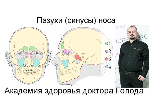 Видео: Пазухи носа - их строение, предназначение и болезни