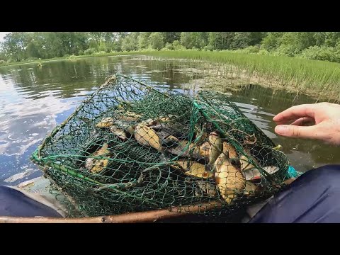 Видео: Ловля карася и линя на морду