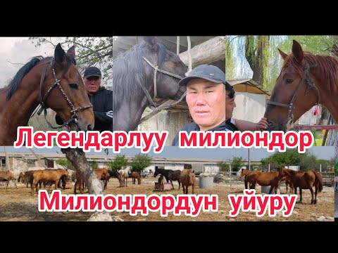 Видео: Легендарлуу МИЛИОНДОР