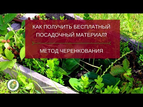 Видео: Как получить бесплатный посадочный материал? Метод зеленого черенкования.