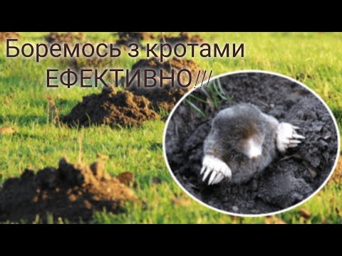Видео: КРІТ!!! ДІЄВИЙ МЕТОД БОРОТЬБИ!!!