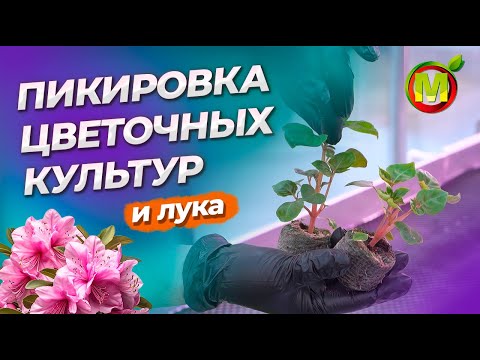 Видео: ПИКИРОВКА ЦВЕТОЧНЫХ КУЛЬТУР и ПИКИРОВКА ЛУКА