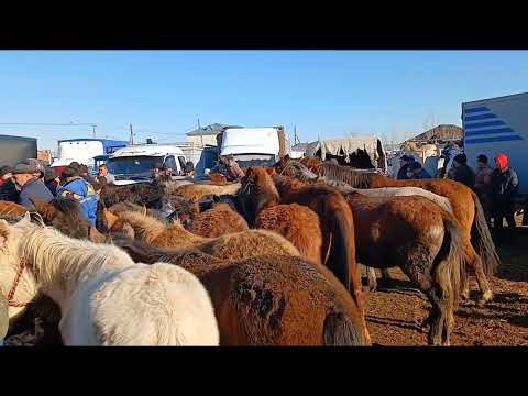 Видео: Кызылорда мал базар.  26.12.2023. жылкы багалары.