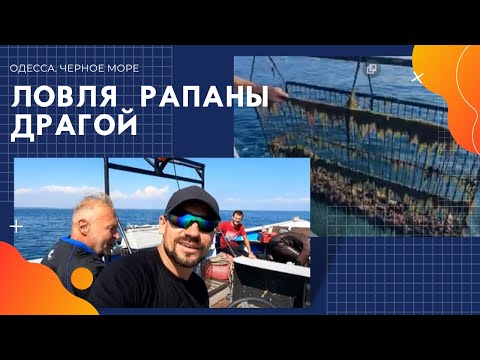 Видео: РАПАНА: Ловля рапаны драгой. Драгирование рапана в Черном море.