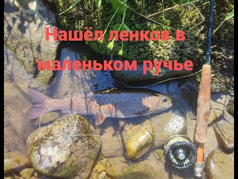 Видео: Нашёл ленков в маленьком ручье