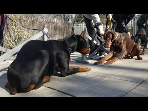 Видео: Догтренинг 601. С доберманами только девушки. Монопородная группа.