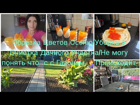 Видео: Vlog 🇩🇪  Pfannkuchen mit Kaviar / Пеку без Остановки БУЛОЧКИ с Икрой 🔥Панакота Десерт С персиками 🍑