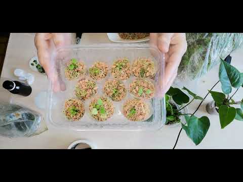 Видео: Антуриум. Меняю грунт для деток 1,5 см в высоту.