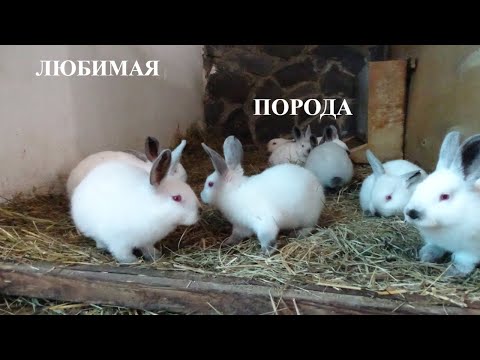 Видео: Калифорния, одна из лучших мясных пород