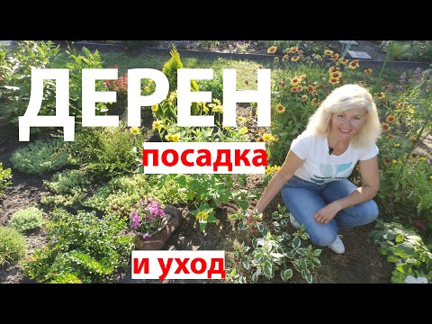 Видео: Как сажать дерен. Дерен посадка и уход