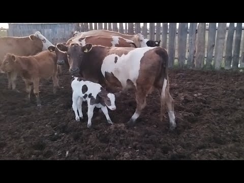 Видео: Ауыл тынысы.Бұзаулаған сиырлар,бордақы бұқалар.