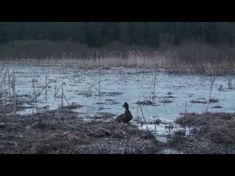 Видео: Звуки весенней охоты. Подсадные утки А.Лохматова. Часть 1.