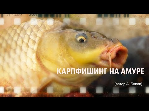 Видео: Карпфишинг на Амуре (автор А. Белов)