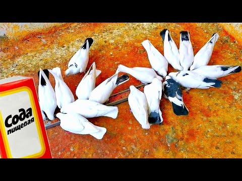 Видео: Ответ на комментарии! Говорят, сода калечит голубей. They say soda cripples pigeons?