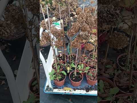 Видео: Готовим гортензии к зиме. Зимовка контейнерных растений.