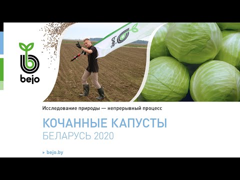 Видео: Обзор новинок сортов и гибридов кочанных капуст Bejo Zaden (Бейо Заден)