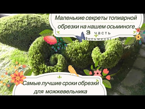 Видео: Лучшие сроки обрезки для можжевельника. Обрезка осьминога и маленькие секреты топиарной обрезки. 3 ч