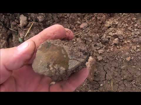 Видео: ЯШМА  ГЛИНСКОЕ