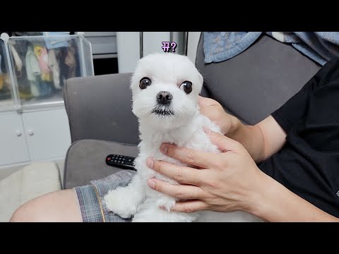 Видео: Ужасная месть преследуемой собаки