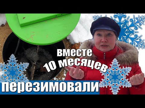 Видео: Кристалл-септик 5ПР \ Сточные воды на выходе \ Опыт годичного использования