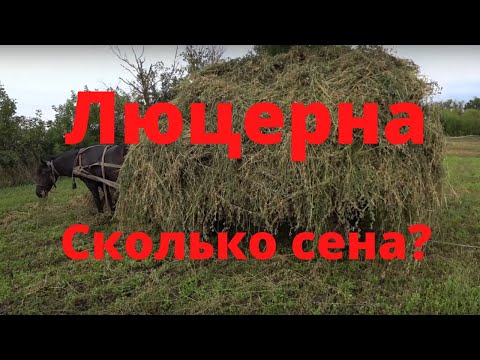 Видео: Сколько можно собрать сена люцерны с десяти соток Собираем сено люцерны Сколько сохнет люцерна