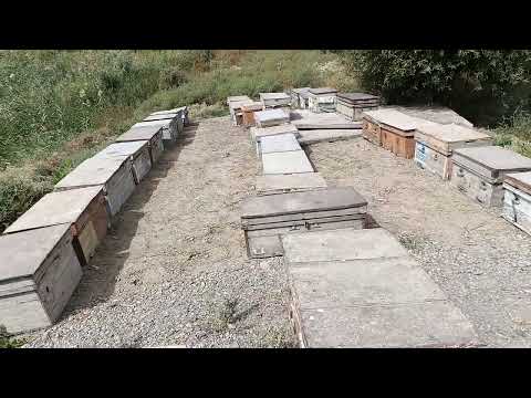 Видео: Тарзи дору кардани занбур барои кана ва шуш.чанд бор дору кардан лозим ва то кай.занбурпарвари,ори.