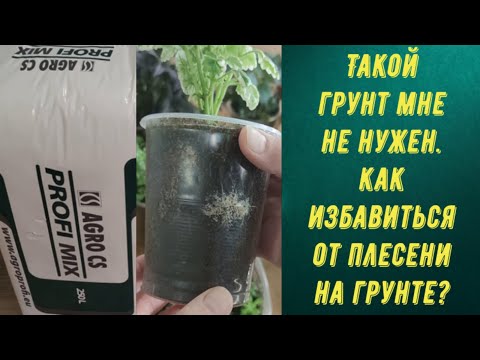 Видео: ТАКОЙ ГРУНТ МНЕ НЕ НУЖЕН.. КАК ИЗБАВИТЬСЯ ОТ ПЛЕСЕНИ НА ГРУНТЕ? СЕЮ ПЕТУНИЮ НА МАТОЧНИКИ.