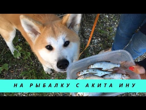 Видео: Рыбалка с Акита Ину. Сату Великолепный рыбак!