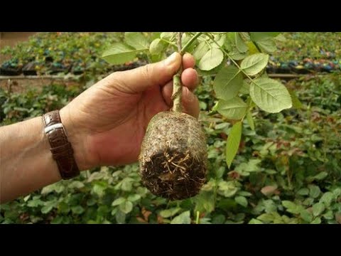 Видео: Черенкование роз после осенней обрезки.