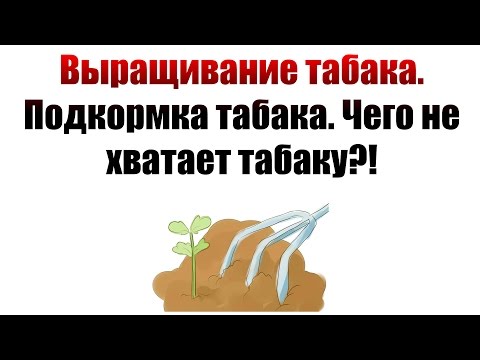 Видео: ТАБАК | Выращивание табака. Подкормка табака. Чего не хватает?!