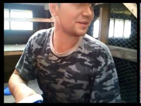 Видео: выращивание опарыша от А до Я часть -2