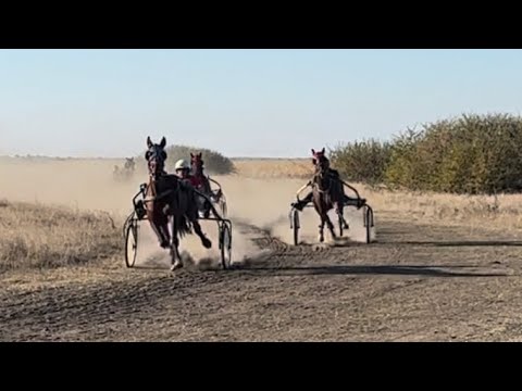Видео: Състезание с рисаци в село Брест 7.11.2024 (гара2)