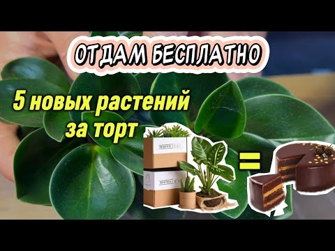 Видео: Почти даром: 5 новых растений по 80 рублей, взял ради одного