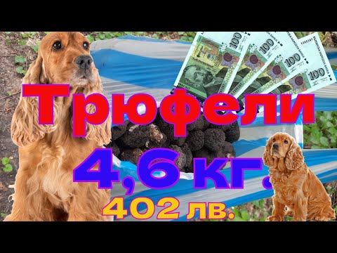 Видео: Лов на трюфели 4,6 кг / Truffle hunting 4.6 kg