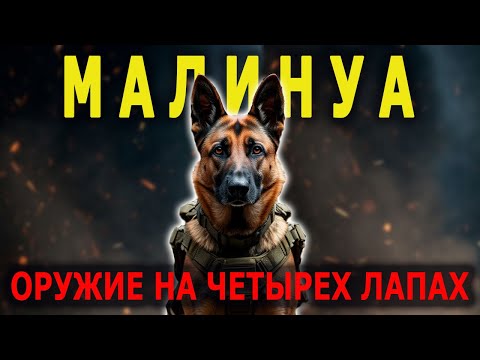 Видео: Собака, Которой Под Силу Всё! Овчарка Для Спецназа I Собаковедение