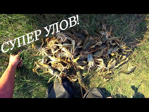 Видео: ОСТАВИЛИ РАКОЛОВКИ НА 48 ЧАСОВ И ОФИГЕЛИ! ТАКОГО УЛОВА РАКОВ НИКТО НЕ ОЖИДАЛ! РЫБАЛКА 2021