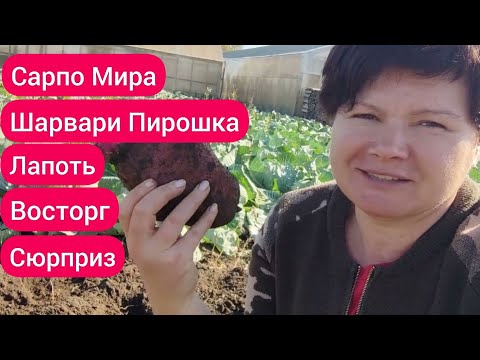 Видео: Коллекционная картошка в моем огороде. Итоги. Впечатления!