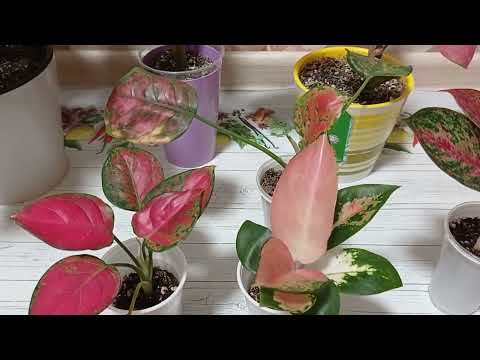 Видео: Комнатные растения/цветы. И снова аглаонемы. 