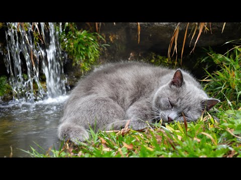 Видео: Плейлист с умиротворяющей кошачьей музыкой 🎵 Звуки арфы и мурлыканья для снятия стресса и релаксации
