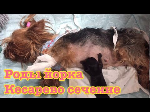Видео: VLOG: Роды йорка, Юсе сделали кесарево сечение,спасаем щенков.часть 2
