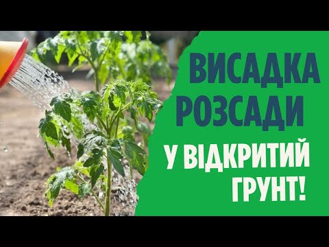 Видео: Грунтові шкідники розсади овочевих культур.